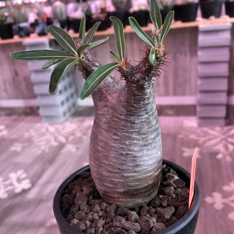 packypodium  gracilius 《S size》  ※現地球発根済み株※大変 balance良き王道グラキ‼︎※mad black bowl pot植え