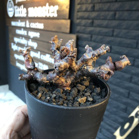 pelargonium  mirabile（Ｓ size）