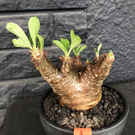packypodium  cactipes《 M size》※現地球発根済※とても丈の短く枝は太い為、ぼってり感半端なく感じ丸々と可愛すぎるカクチ‼︎※mad black bowl pot植え