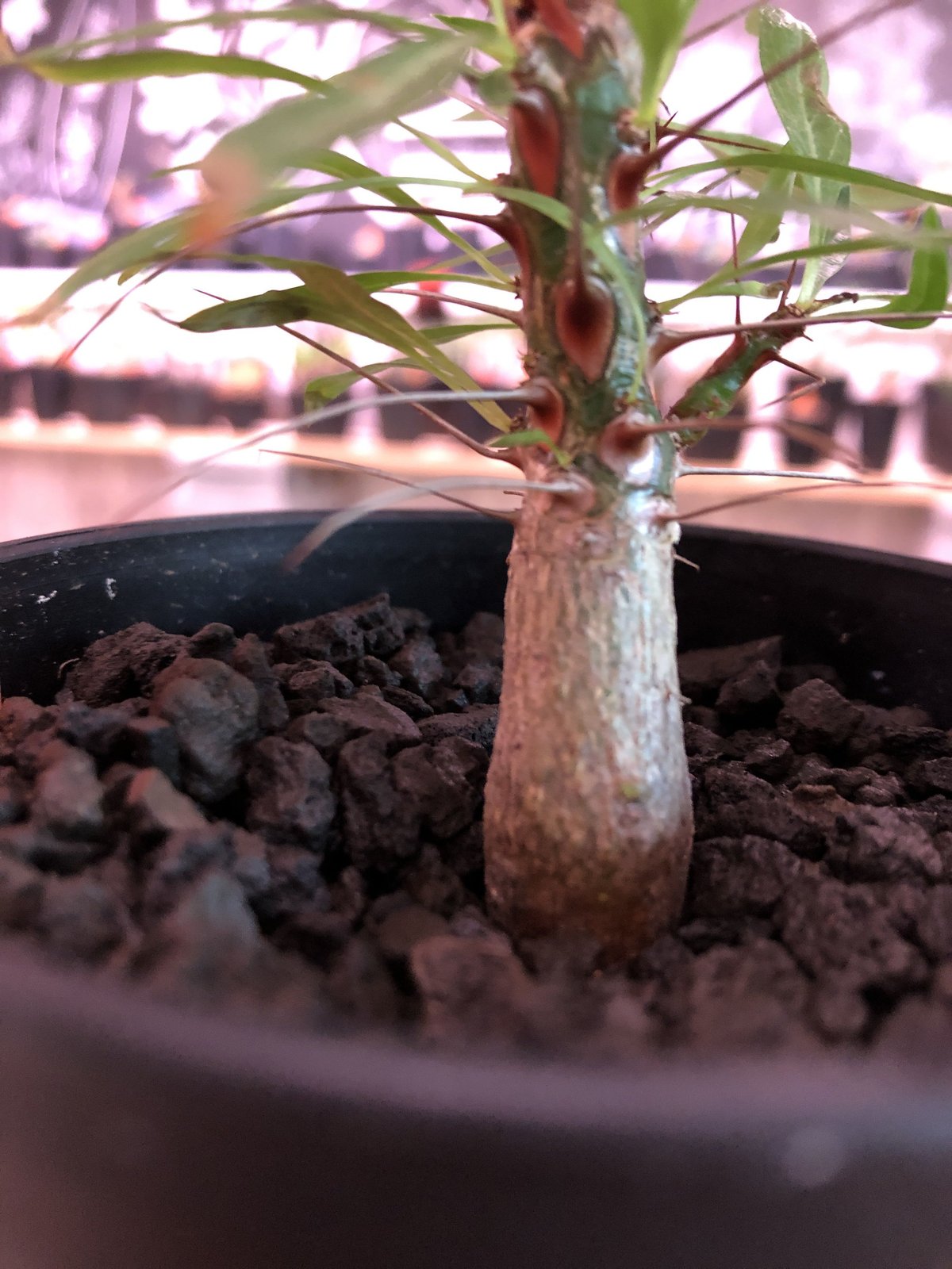 fouquieria purpusii《M size》希少株 | plants holic