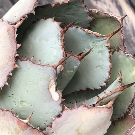 agave guadalajalana《大きめM size》※現地球発根後店主国内管理3年株※極締まり良き美しすぎるボール樹形の選抜株※mad black bowl pot植え