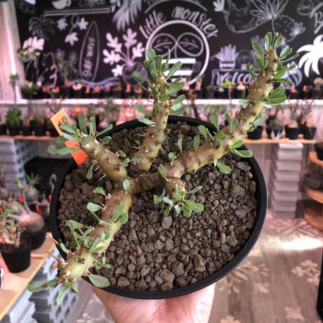 sarcocaulon patersonii《 L size》※今や希少且つ今後輸入厳しい南アフリカ物‼︎gapあるピンク花大輪を咲かす冬型人気者‼︎良枝振り樹形※浅鉢植え