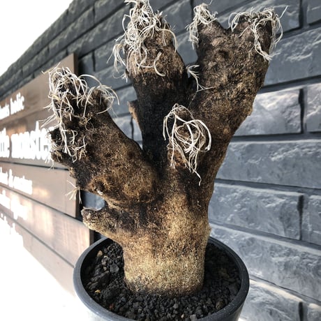 xerophyta trichophylla《S size》※現地球発根後店主国内管理2年株※驚愕強靭株※枝振り良くweightもlow‼︎肉厚小振りサイズ※mad black pot植え