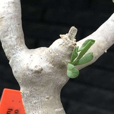 othonna furcata《大きめS size》極白肌株※現地球発根後店主国内管理3年株※これから年々増える枝振りに期待できる極美白肌株※mad black pot植え