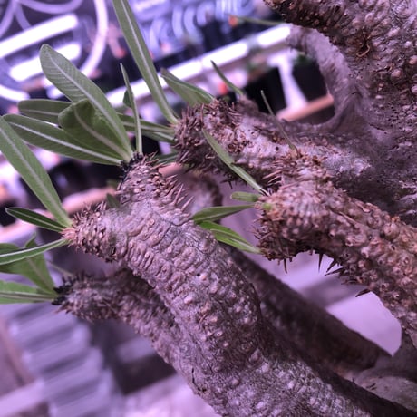 packypodium    inopinatum 《L size》発根済み株‼︎躍動感が半端ないイノピ