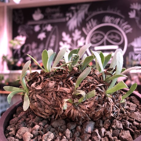 othonna  retrorsa《L size》※現地球発根済株※柔らかな🌱葉にぼってり偏平塊根樹形がwild且つかわいいbigレトロルサ※mad black bowl pot植え