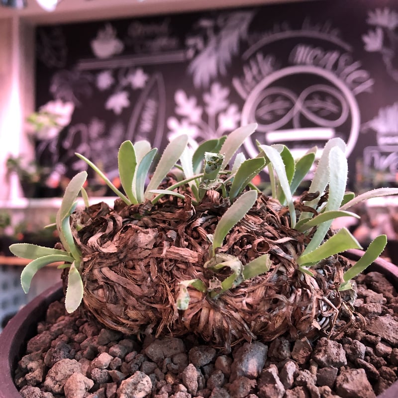 ユーフォルビア　オトンナ　レトロルサ　大株 ユーフォルビア オトンナ レトロルサ 大株 - メルカリ