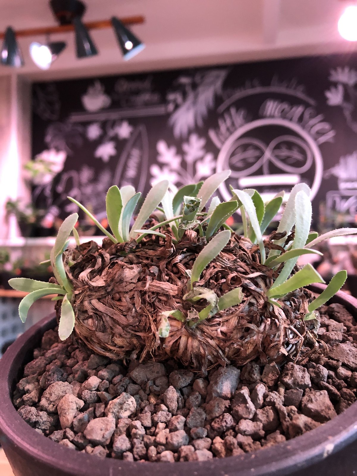 othonna retrorsa《L size》※現地球発根済株※柔らかな🌱葉に othonna retrorsa《L size》※現地球発根済株※柔らかな🌱葉に