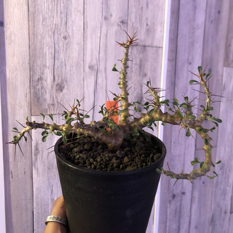 sarcocaulon  camdeboense《M  size》希少