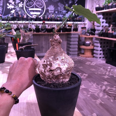 adenia   plastic《大きめM size》※大変肌質と表皮が木質化したvintage株‼︎ ※mad black pot植え　※希少