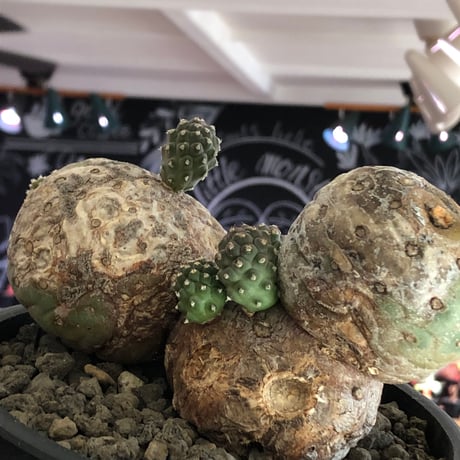 tephrocactus geometricus 《LL size》激希少‼︎※現地球株発根済※実生株＆カキ仔株でないと流通がほぼないため所持率も極めて低き渾身の一株※black bowl pot植え