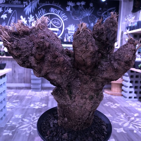 Xerophyta   Trichophylla《L L size》発根済み株   芽吹き待ち