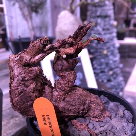 pelargonium  triste