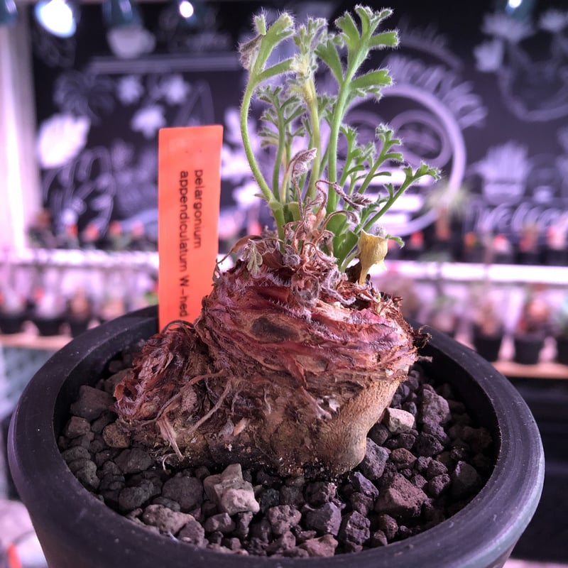 pelargonium appendiclatum《M size》※現地球発根済株※実生株し