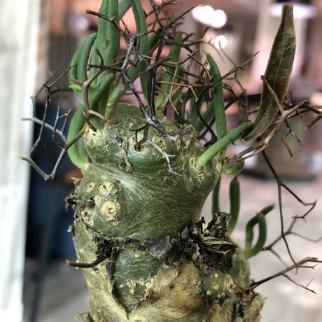 tylecodon  reticulatus《万物想》