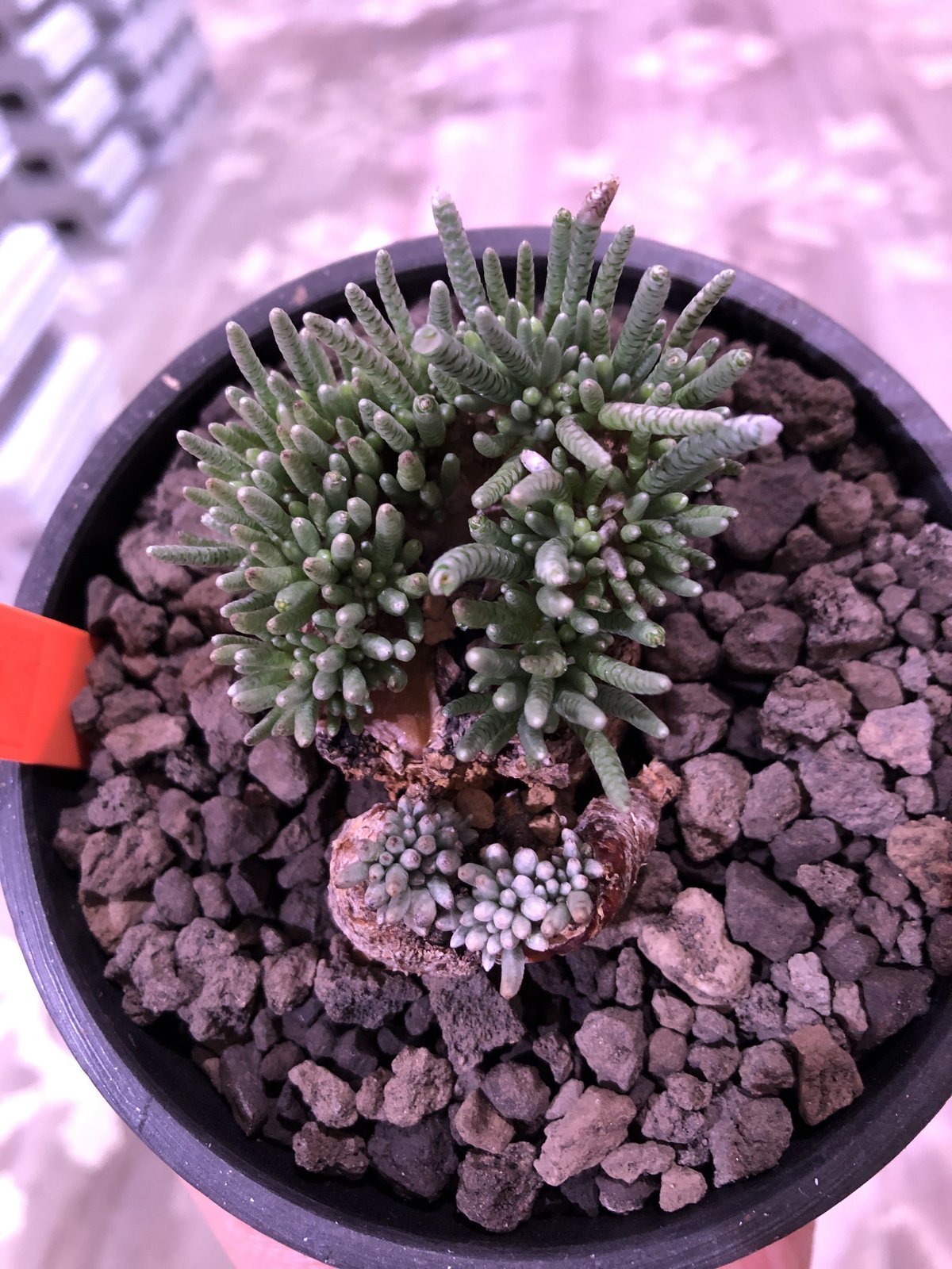 avonia alstoni 《L L size》※特化した塊根樹形を持つアルス avonia alstoni 《L L size》※特化した塊根樹形を持つアルス
