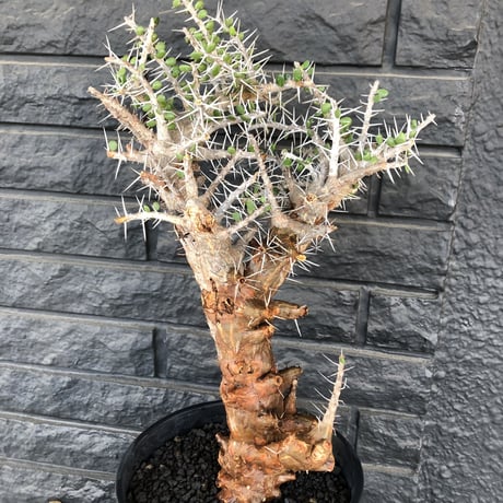 alluaudia    comosa《L size》驚愕極太コモサ  希少株‼︎  ※店主管理国内3年株‼︎