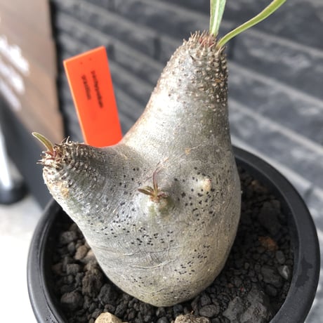 pachypodium gracilius《大きめS size》※極短枝ぼってり株※現地球発根後店主国内管理3年株※極めて短枝且つツルツル肌のぼってりトトロ樹形※mad black pot植え