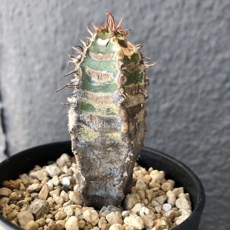 euphorbia    neohumbertii《噴炎竜》