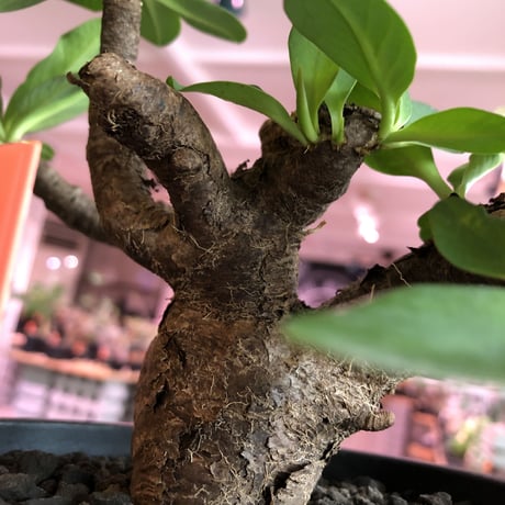 euphorbia  itremensis 《M size》枝振りと株表皮、balanceと全てに独創性を感じる1株‼︎   ※mad black  pot植え