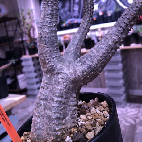 packypodium    cactipes《M size》発根済み株
