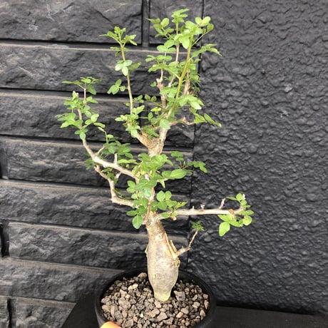 bursera  fagaroides《M size》※現地球発根済※店主管理3年株※成熟しメクれ上がった株元はパキポみたくぼってりしウェイト低い最高balance株※mad black pot植