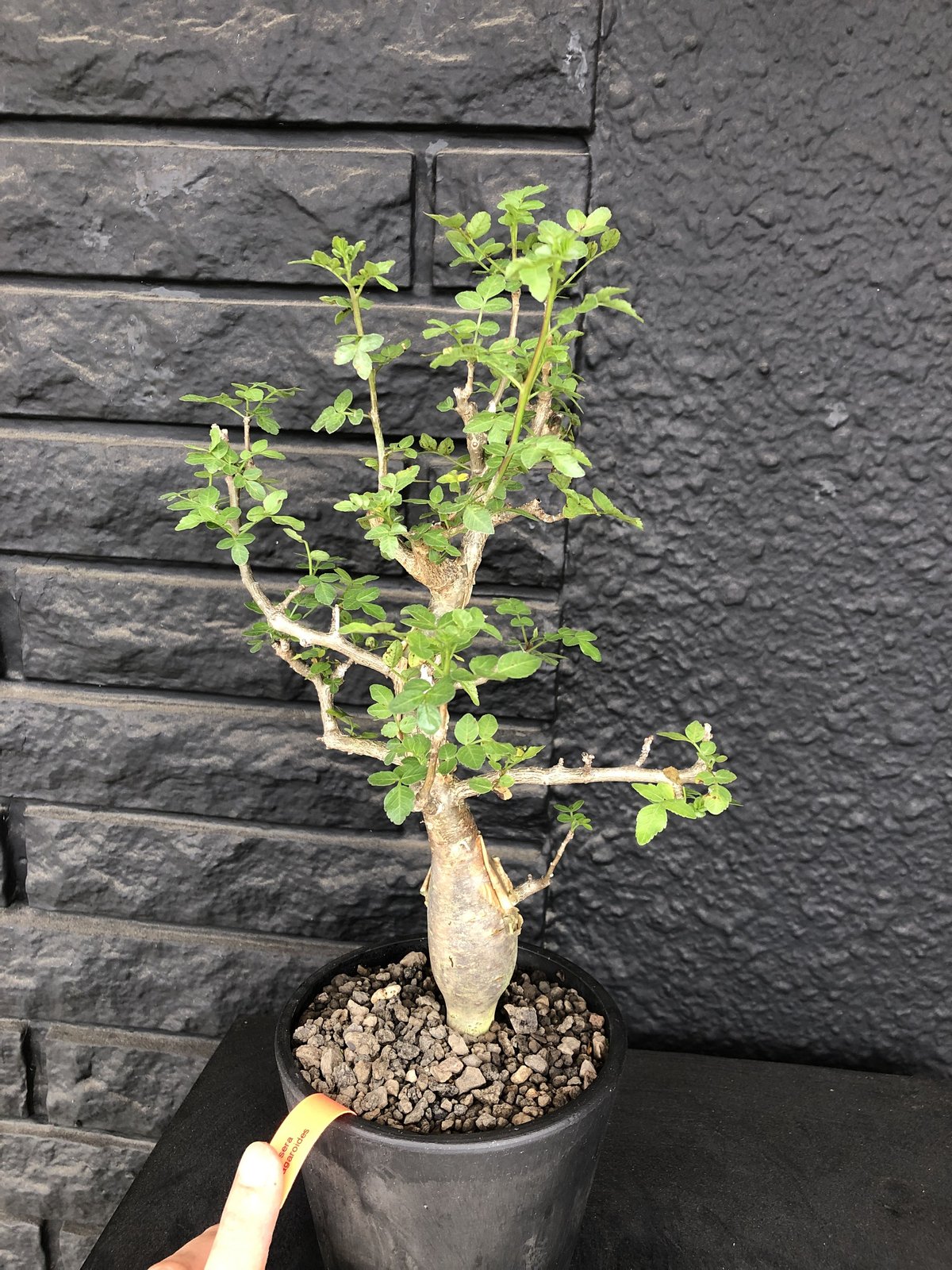 bursera fagaroides《M size》※現地球発根済※店主管理3年株※成熟しメ...