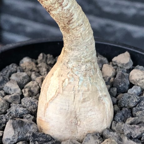 euphorbia ramena《M size》※現地球株発根済※ぽっこり丸み強き株元＆絶妙に捻くれた枝振りバランスが愛らしいラメナ※black bowl pot植え