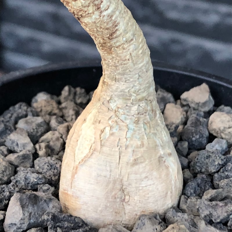 euphorbia ramena《M size》※現地球株発根済※ぽっこり丸み強き株元