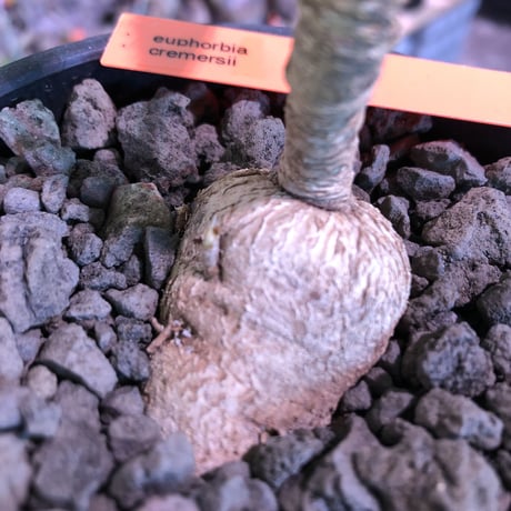 euphorbia cremersii《M size》※大きめぽっこり塊根&葉の表と裏がcolor違いの上、mad質で渋い肌質が大変カッコ良く上品な一株‼︎※mad black bowl pot植え