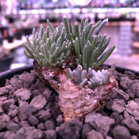 avonia   alstoni 《L L   size》※特化した塊根樹形を持つアルストニー希少大株※ mad black bowl pot植え