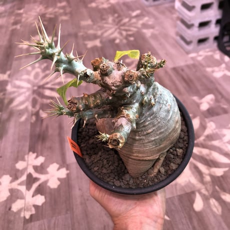 packypodium   saundersii（M  size）※現地球発根済株※可愛すぎるほどぼってり樹形且つ株元は木質化したギャップ萌えサンデルシー※mad black bowl pot植え