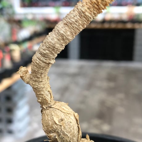 euphorbia cremersii《L size》※現地球株発根済※ぽっこりとまん丸塊根&葉の淵には赤みを持ちギザギザ葉の可愛いCITES1希少種※black pot植え