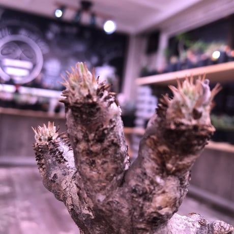 packypodium   enigmaticum《S  size》発根済み株‼︎  ヤバい ②種