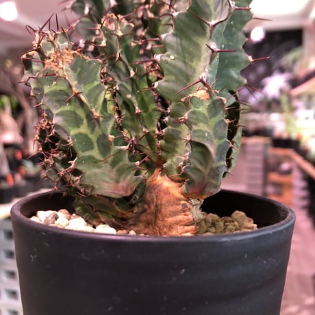 euphorbia    tortirama《L size》※太い多肉質の葉を捻りながら延ばすwildなトルチラマ‼︎花付きも良き一株‼︎※限定2株