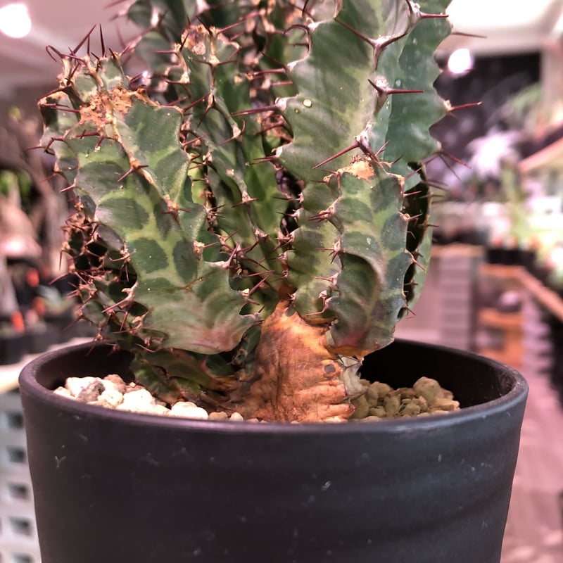 【希少】 ユーフォルビア トルチラマ 幅 約20cm 大型 希少】 ユーフォルビア トルチラマ 幅 約20cm 大型