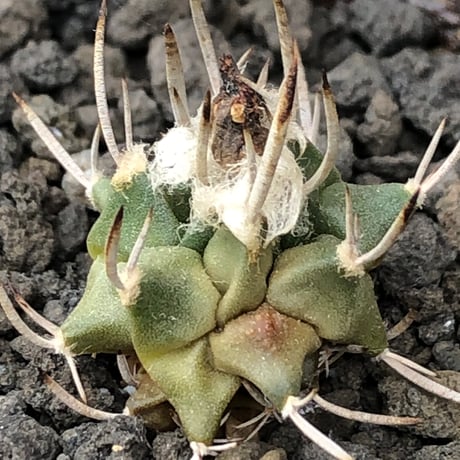 turbinicarpus 白棘昇竜丸《S size》※現地球株カキ仔（斑入り）※激希少‼︎流通なき白棘昇竜丸の斑入り株のため鬼熱となりイキリ立った刀のような白棘と開花時も堪らない一株※信楽焼植え