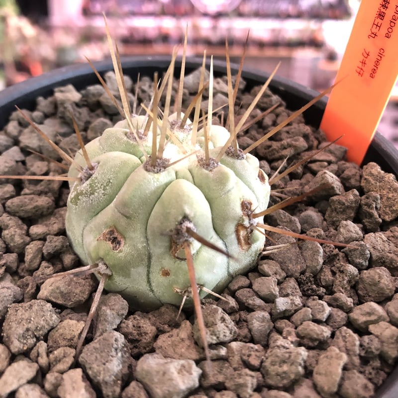 白肌　黒王丸　長刺　自根 copiapoa cinerea 長刺白棘黒王丸《小さめM size》激希少