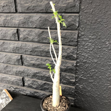 bursera  fagaroides《M size》※剪定後再芽吹き済株‼︎※大変上品な人気灌木ファガロイデス‼︎※mad black pot植え