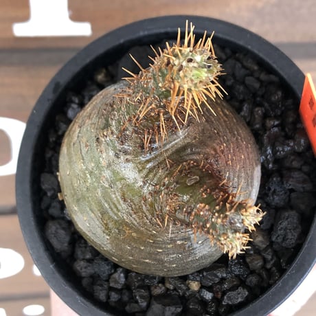 pachypodium gracilius《大きめS size》希少‼︎ニ頭枝 &green肌※現地球発根済株※店主国内管理2年株※ぼってり樹形で捻くれた感が堪らない※mad black pot植え
