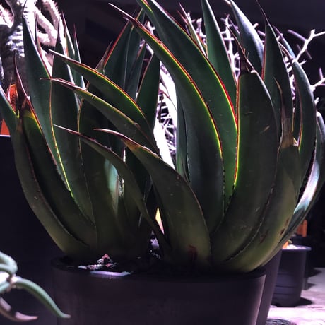 agave    blue glow    " W  hed"《L  size》