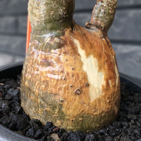 pachypodium gracilius《大きめS size》希少‼︎green肌＆現地焼け肌※現地球発根後店主国内管理2年株※かわいい樹形に荒々しい現地焼けも魅力※mad black pot植え