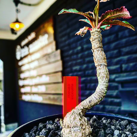 ユーフォルビアクレメルシー | STORES