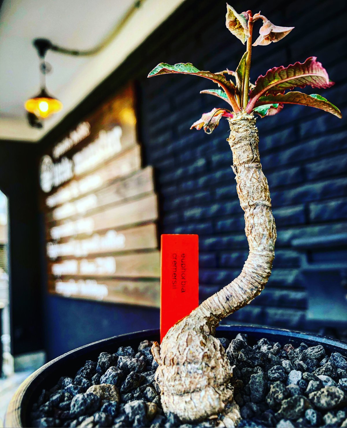 珍品 ユーフォルビア クレメルシー isla del pescado - Euphorbia cremersii-ユーフォルビア