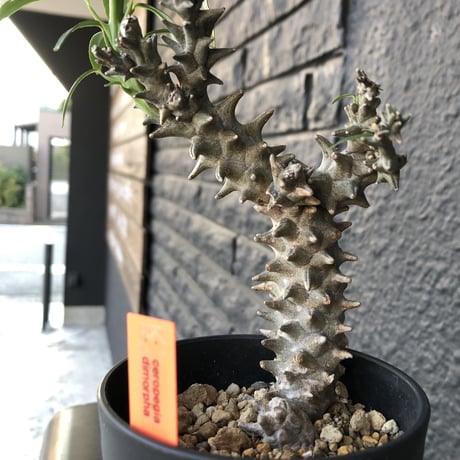 ceropegia   dimorpha《M size》