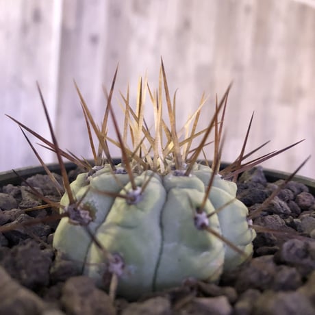 copiapoa   cinerea  長刺白棘黒王丸《大きめS size》希少※現地球株カキ仔自根株‼︎※mad black bowl pot植え