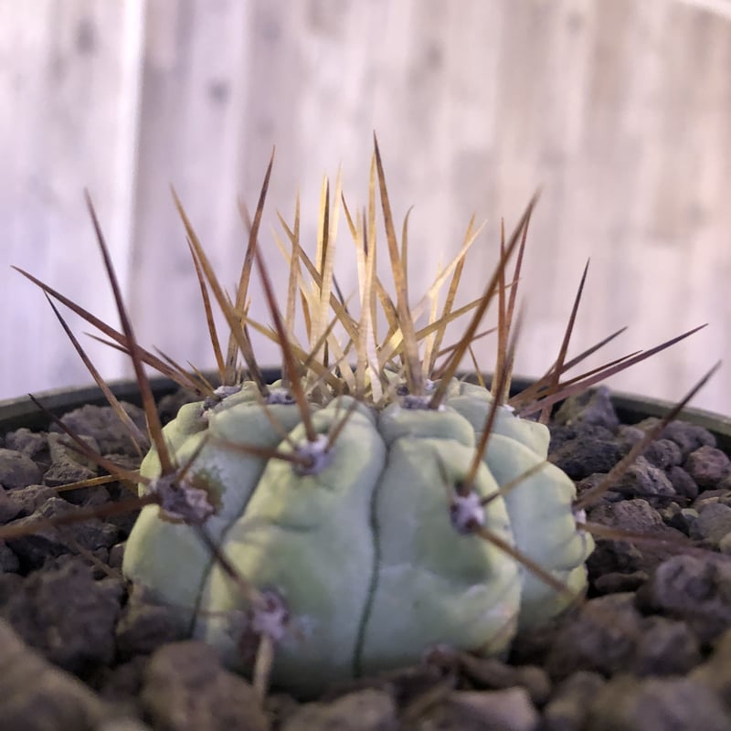 copiapoa cinerea 長刺白棘黒王丸《大きめS size》希少※現地球株カキ