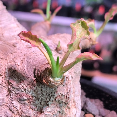 euphorbia  fishbone《 L L size》※現地球発根済株※店主国内管理4年株※激希少‼︎流通少なき激bigフィッシュボーン‼︎※mad bowl pot植え