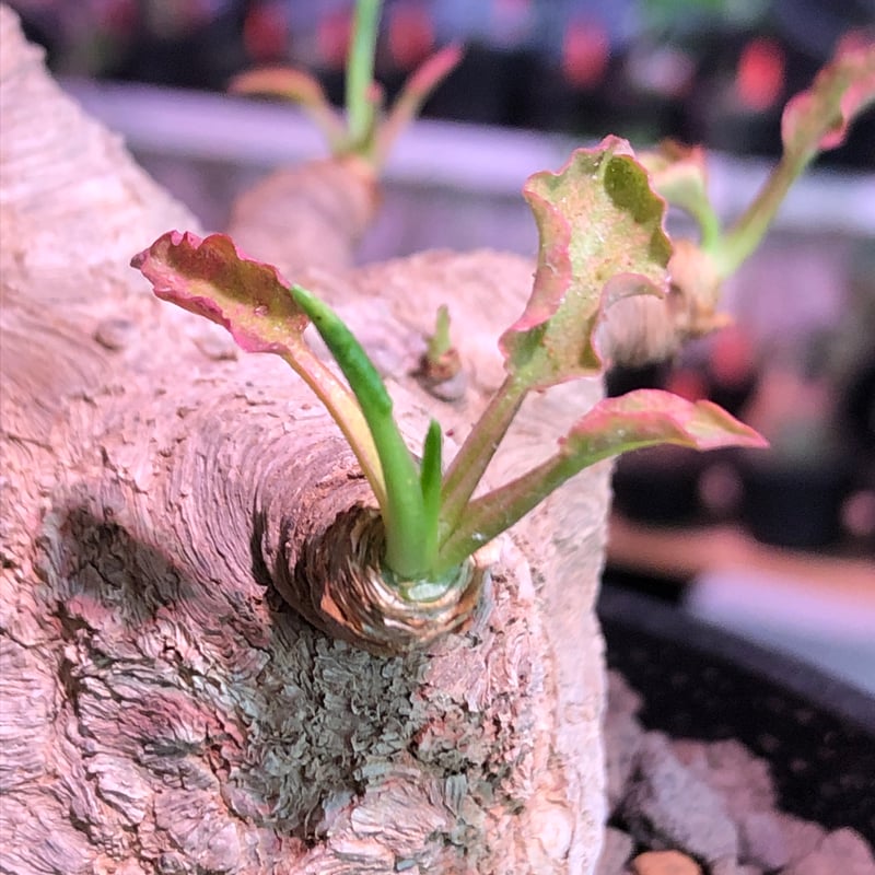 euphorbia fishbone《 L L size》※現地球発根済株※店主国内管理4年