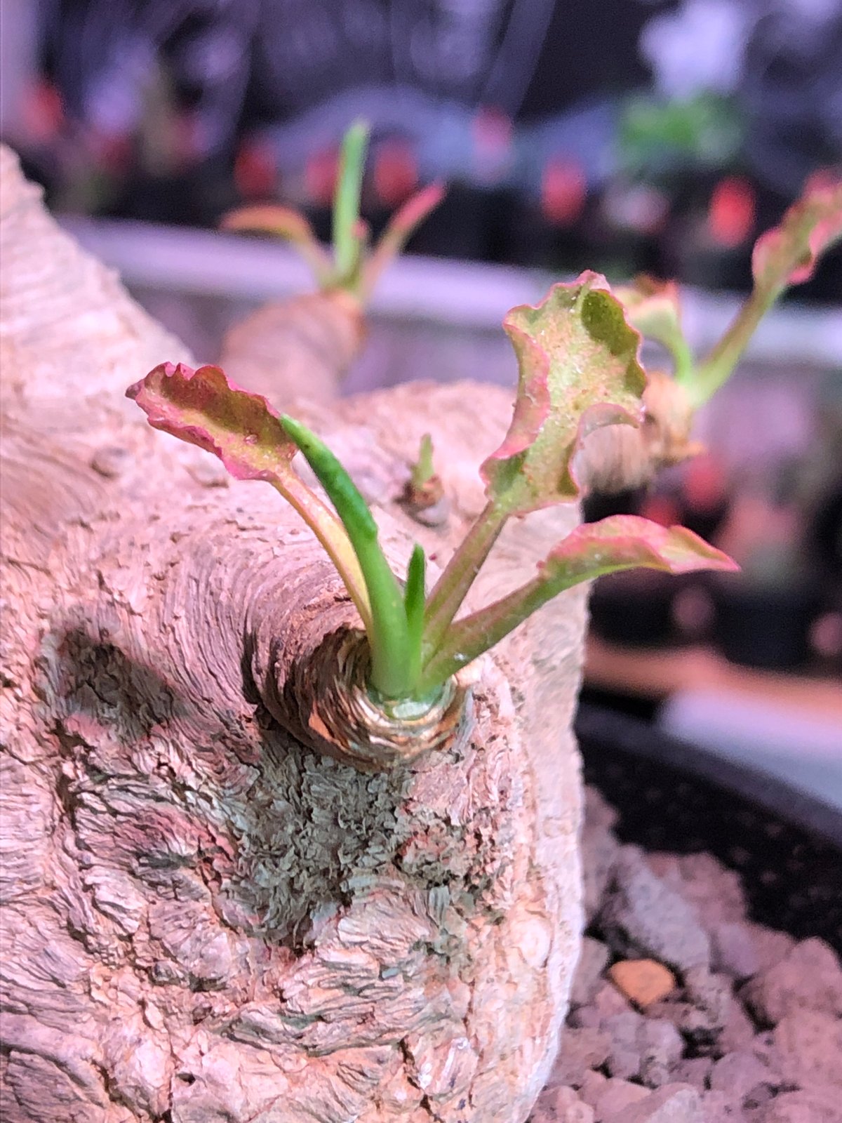 euphorbia fishbone《 L L size》※現地球発根済株※店主国内管理4年